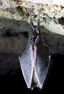 Lesser Horseshoe bat